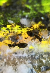 Technomyrmex albipes