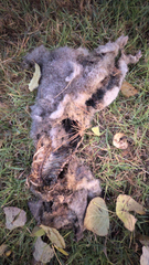 Oryctolagus cuniculus