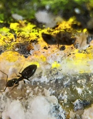 Technomyrmex albipes