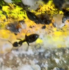 Technomyrmex albipes