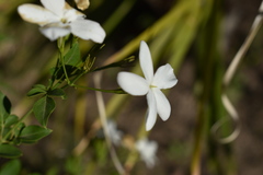 Jasminum polyanthum