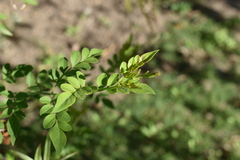 Jasminum polyanthum