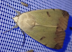 Ophiusa tirhaca