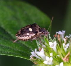 Eysarcoris
