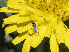 Tephritidae