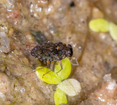 Ochterus