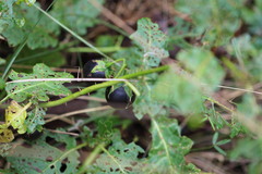 Solanum prinophyllum