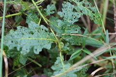 Solanum prinophyllum
