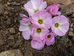 Oxalis adenophylla