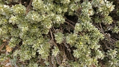 Thymelaea tartonraira