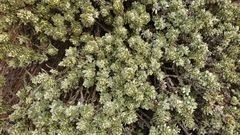 Thymelaea tartonraira