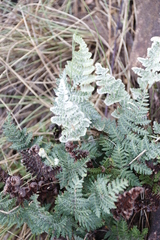 Cheilanthes eckloniana