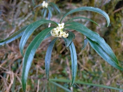 Daphne arisanensis