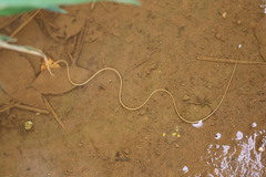 Gordiidae