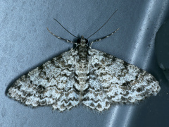 Myrioblephara desumpta