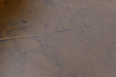 Gordiidae