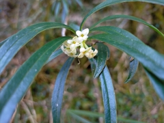 Daphne arisanensis