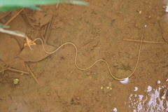 Gordiidae