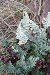 Cheilanthes eckloniana