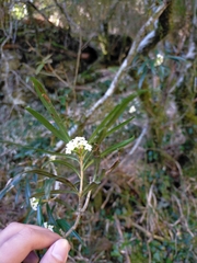 Daphne arisanensis
