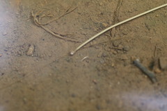 Gordiidae