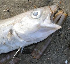 Merlangius merlangus