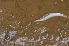 Gordiidae