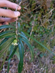 Daphne arisanensis
