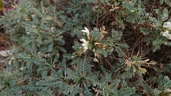 Astragalus tragacantha