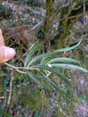 Daphne arisanensis