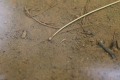 Gordiidae