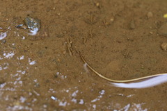 Gordiidae