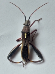 Mirperus jaculus