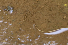 Gordiidae