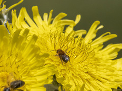Osmia latreillei