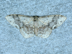 Idaea halmaea