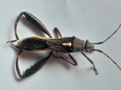 Mirperus jaculus