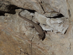 Podarcis muralis