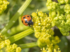 Coccinella algerica