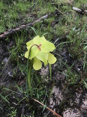 Sarracenia alata