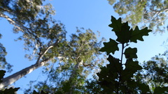 Chorilaena quercifolia