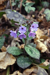 Pulmonaria officinalis