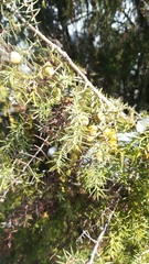 Juniperus macrocarpa
