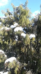 Juniperus macrocarpa