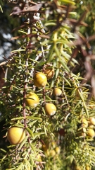 Juniperus macrocarpa