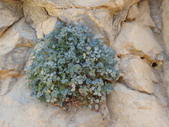 Sarcocapnos enneaphylla