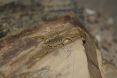 Mesobuthus mirshamsii