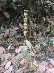Stachys albens