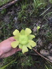 Sarracenia alata