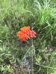 Asclepias lanceolata